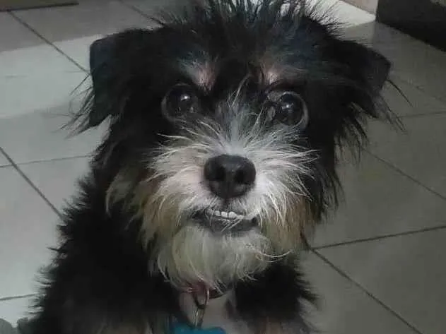Cachorro ra a SRD-ViraLata idade 3 anos nome Ludimila