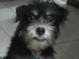 Ludimila