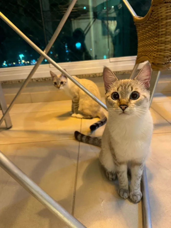 Gato ra a  idade 7 a 11 meses nome Alice e Anabel