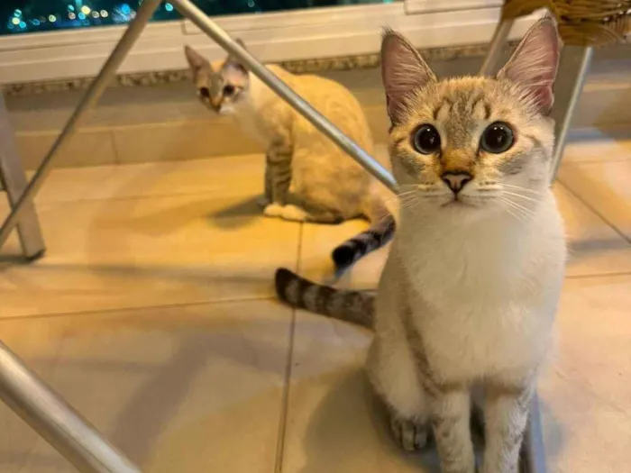 Gato ra a  idade 7 a 11 meses nome Alice e Anabel