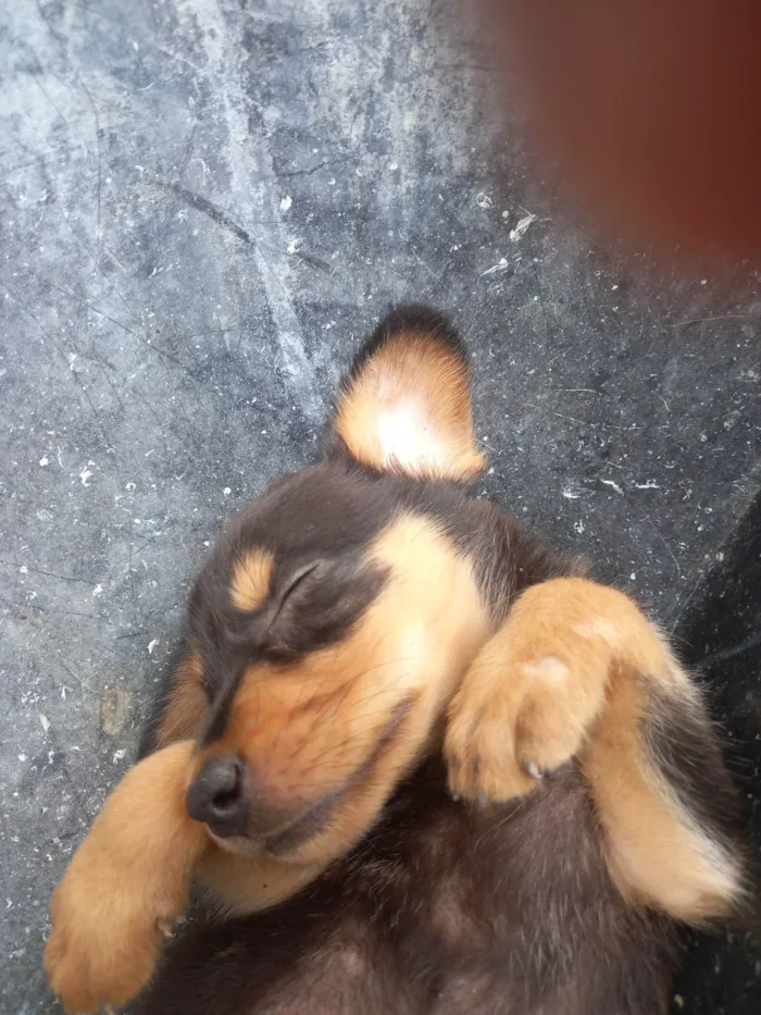 Cachorro ra a SRD-ViraLata idade 2 a 6 meses nome Peludo e freed