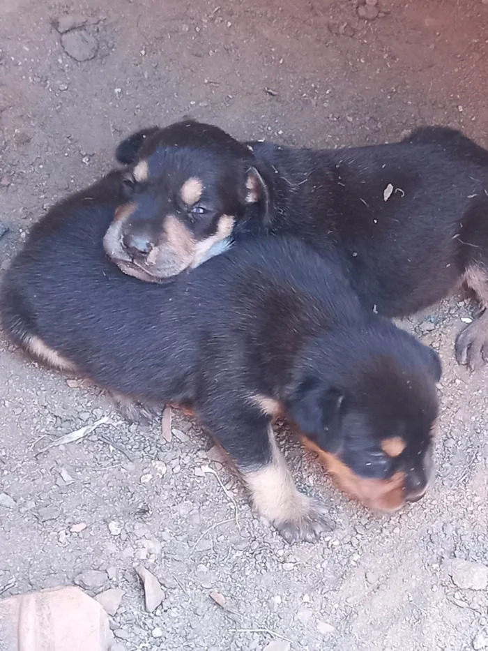 Cachorro ra a SRD-ViraLata idade 2 a 6 meses nome Peludo e freed