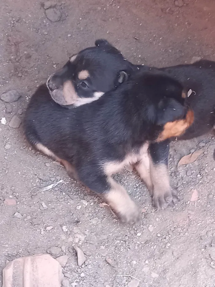 Cachorro ra a SRD-ViraLata idade 2 a 6 meses nome Peludo e freed