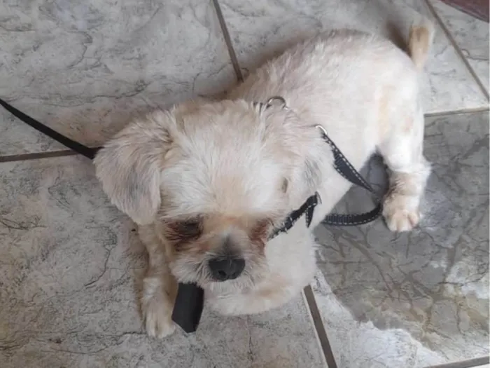 Cachorro ra a LHASA OU SHITSU idade 1 ano nome ENCONTRADO +/- em 17/01/24