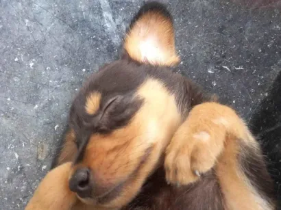 Cachorro raça SRD-ViraLata idade 2 a 6 meses nome Peludo e freed