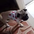 Oleg