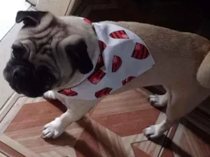 Cachorro raça Pug idade 5 anos nome Oleg