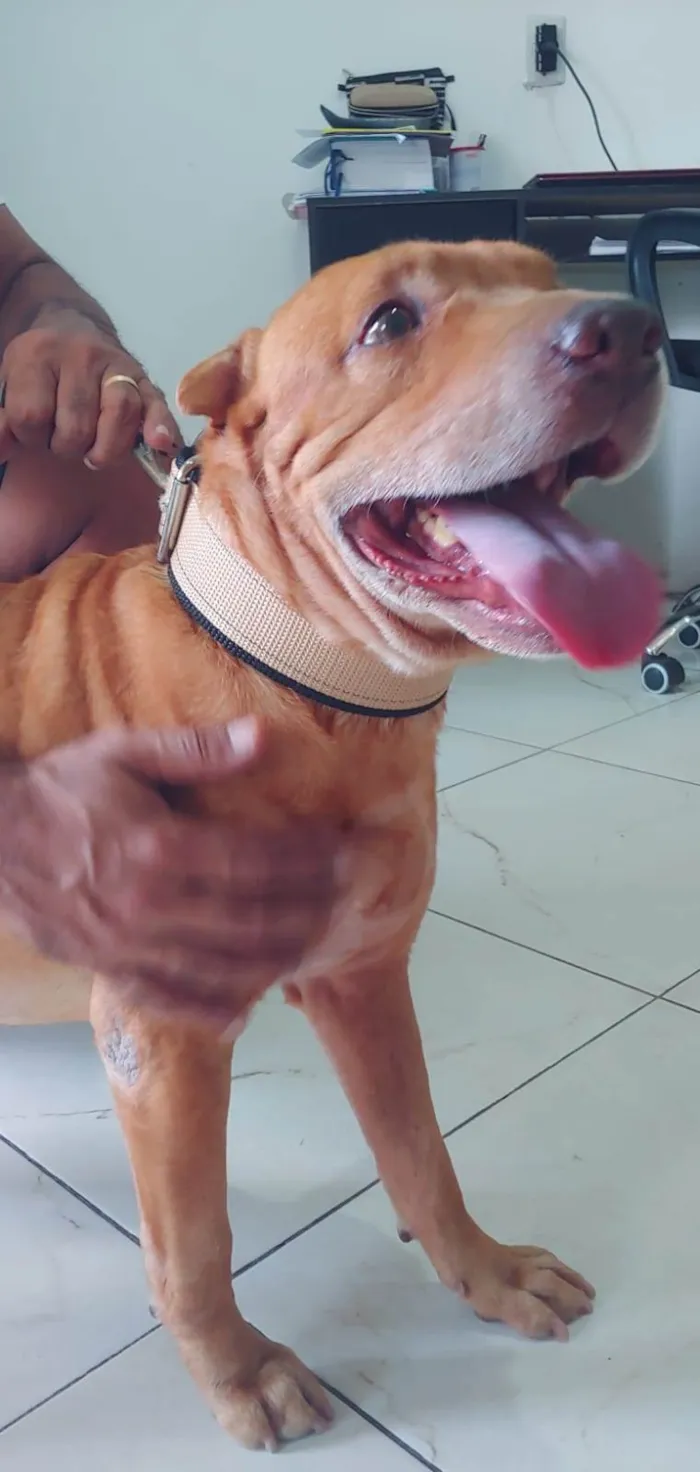 Cachorro ra a Pit-Bull com Charpe  idade 6 ou mais anos nome Betowe 