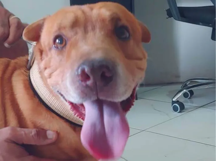 Cachorro ra a Pit-Bull com Charpe  idade 6 ou mais anos nome Betowe 