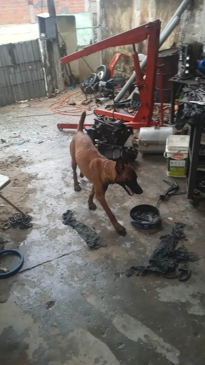 Cachorro ra a Pastor malignos  idade 1 ano nome Nick