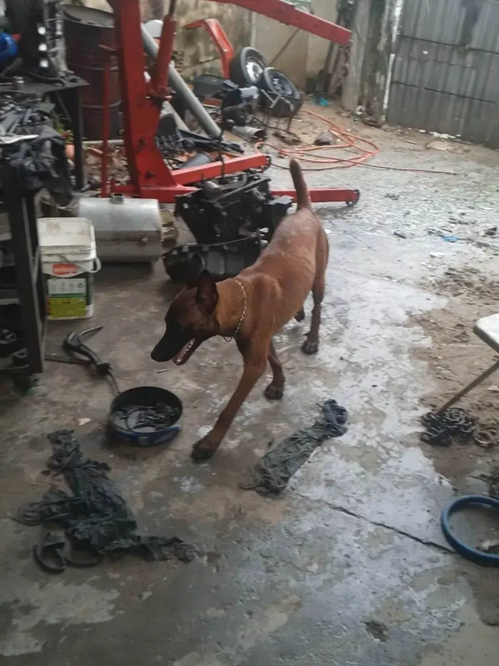 Cachorro ra a Pastor malignos  idade 1 ano nome Nick