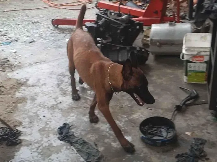 Cachorro ra a Pastor malignos  idade 1 ano nome Nick