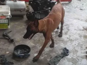 Cachorro raça Pastor malignos  idade 1 ano nome Nick