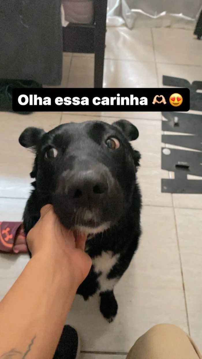 Cachorro ra a Nao sei idade  nome Pretinha