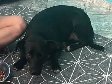 Cachorro ra a Nao sei idade  nome Pretinha