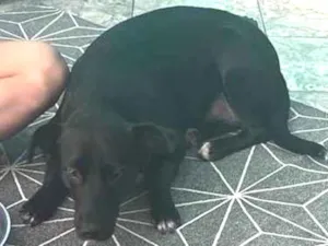 Cachorro raça Nao sei idade  nome Pretinha