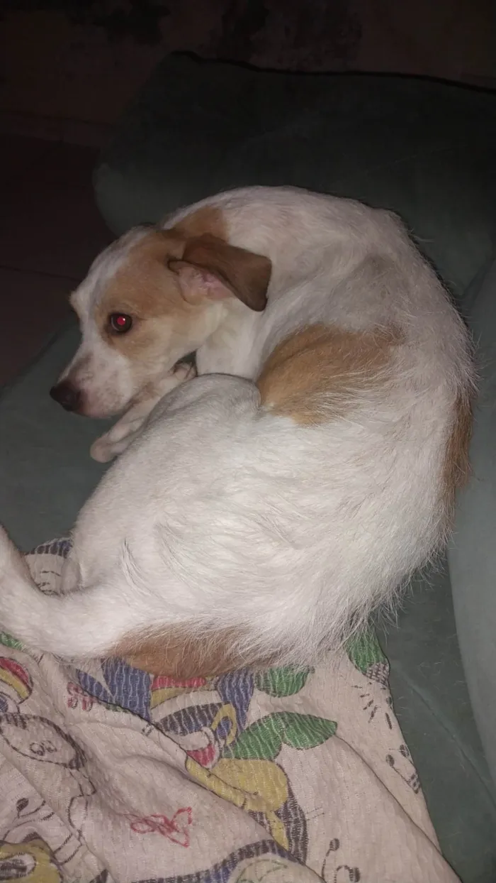 Cachorro ra a SRD-ViraLata idade 1 ano nome Beca