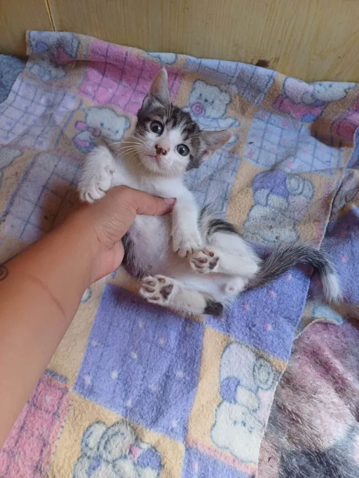 Gato ra a Srd idade Abaixo de 2 meses nome Joguinho adocao