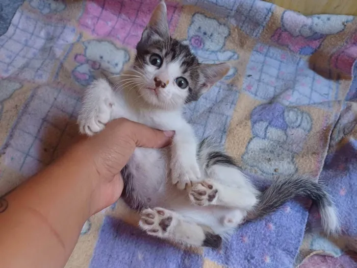 Gato ra a Srd idade Abaixo de 2 meses nome Joguinho adocao