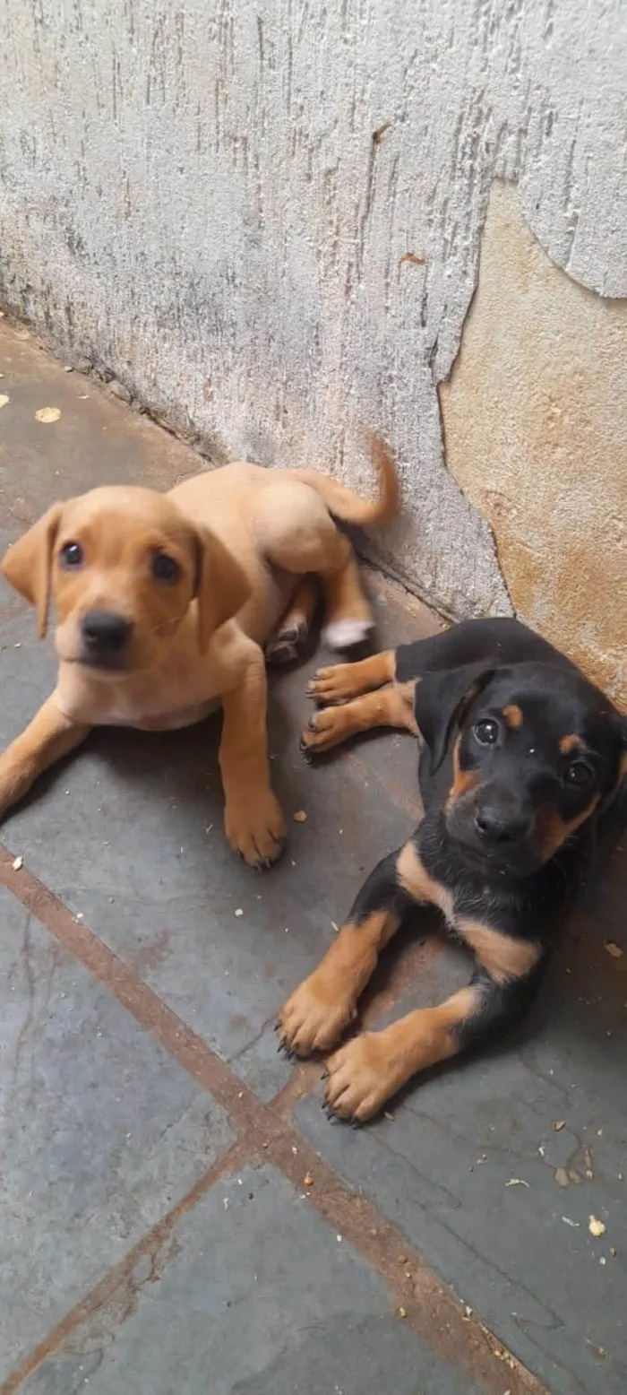 Cachorro ra a SRD-ViraLata idade 2 a 6 meses nome Não tem ainda 