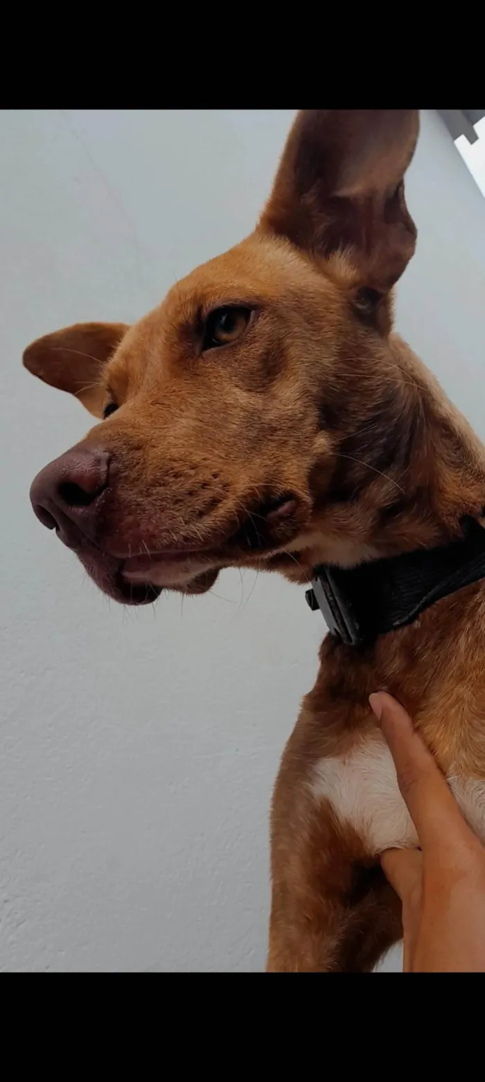 Cachorro ra a Não sei a Raça Dela  idade  nome Lua 