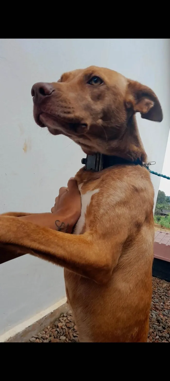 Cachorro ra a Não sei a Raça Dela  idade  nome Lua 