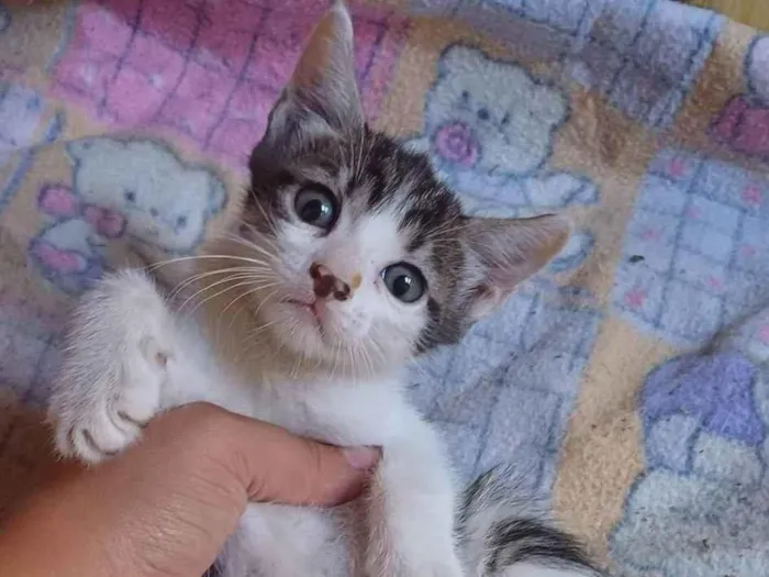 Gato ra a Srd idade Abaixo de 2 meses nome Joguinho adocao