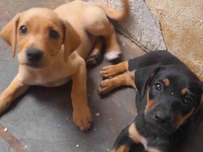 Cachorro ra a SRD-ViraLata idade 2 a 6 meses nome Não tem ainda 