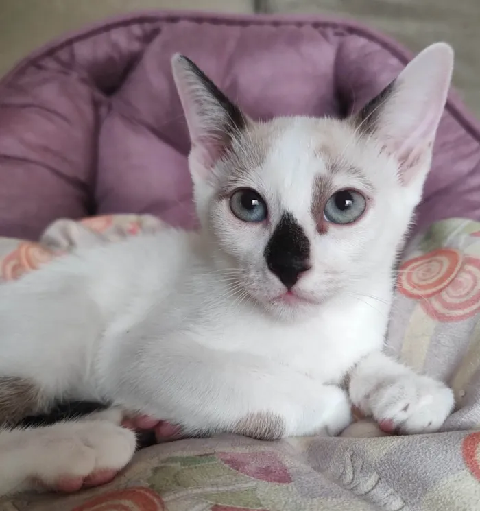 Gato ra a SRD-ViraLata idade 2 a 6 meses nome Mancha