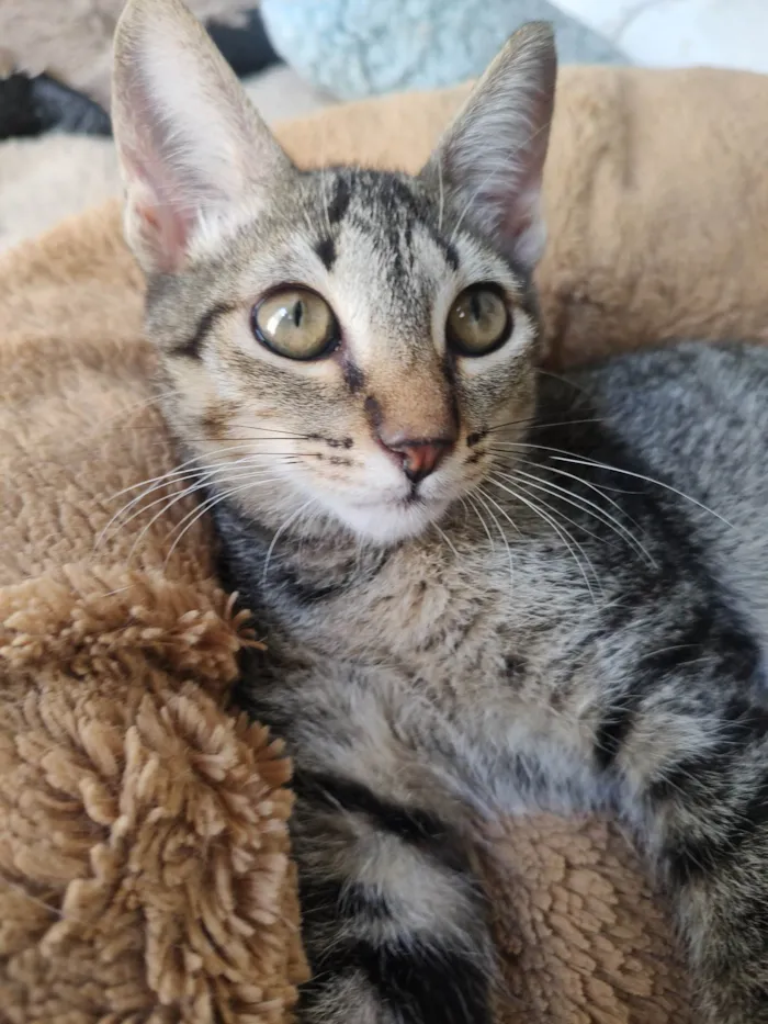 Gato ra a SRD-ViraLata idade 2 a 6 meses nome Tigradinha 
