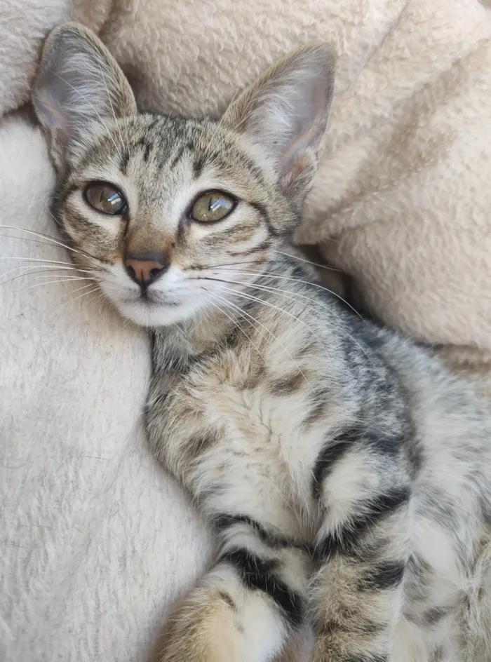 Gato ra a SRD-ViraLata idade 2 a 6 meses nome Tigrado 