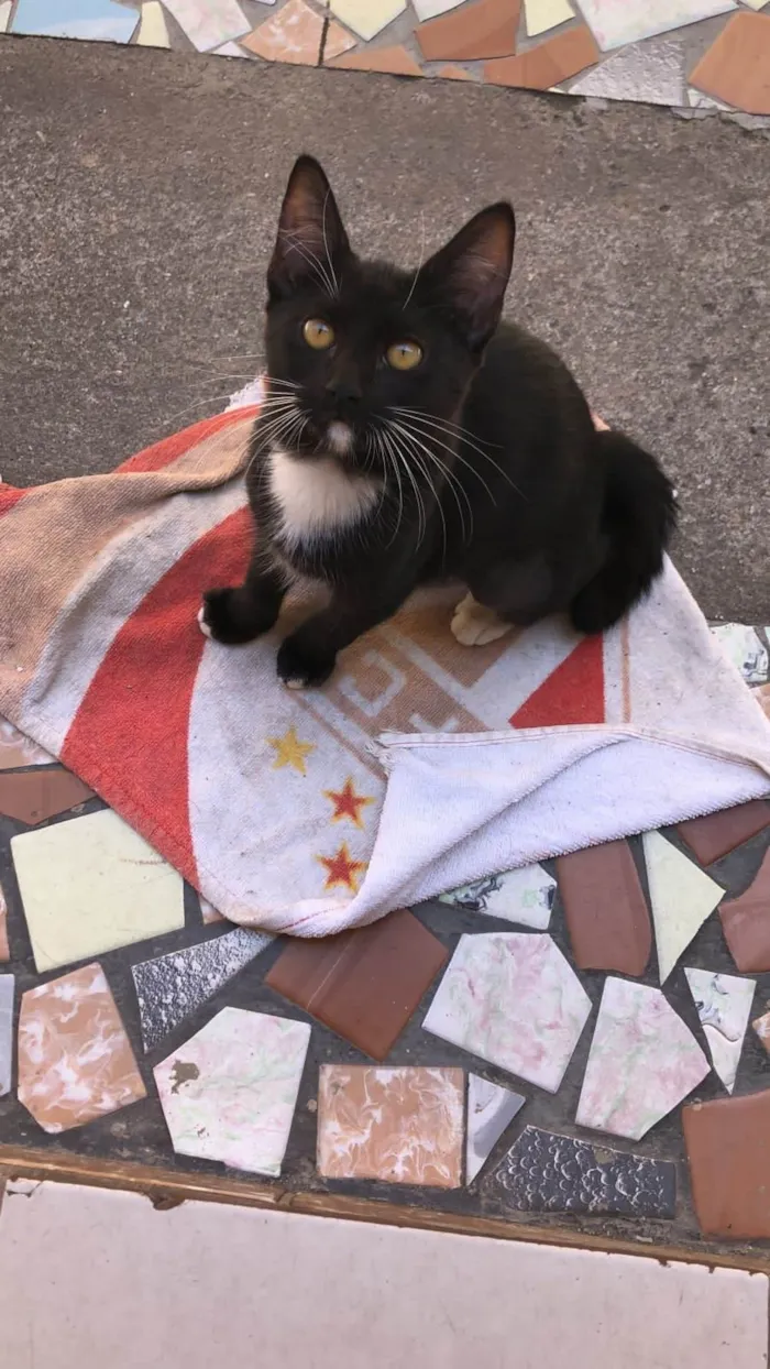Gato ra a SRD-ViraLata idade 2 a 6 meses nome Shakira