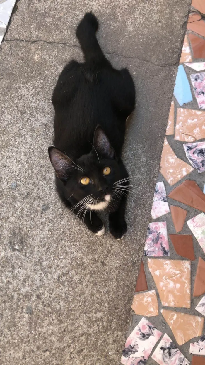 Gato ra a SRD-ViraLata idade 2 a 6 meses nome Shakira
