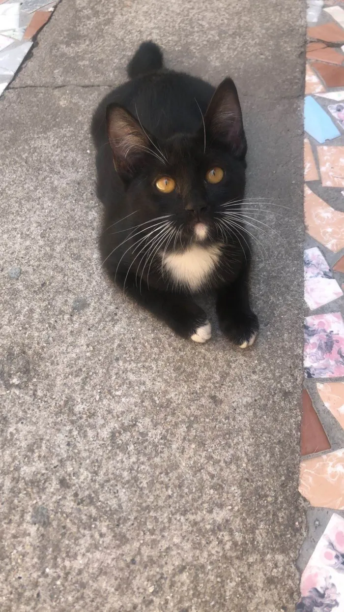 Gato ra a SRD-ViraLata idade 2 a 6 meses nome Shakira