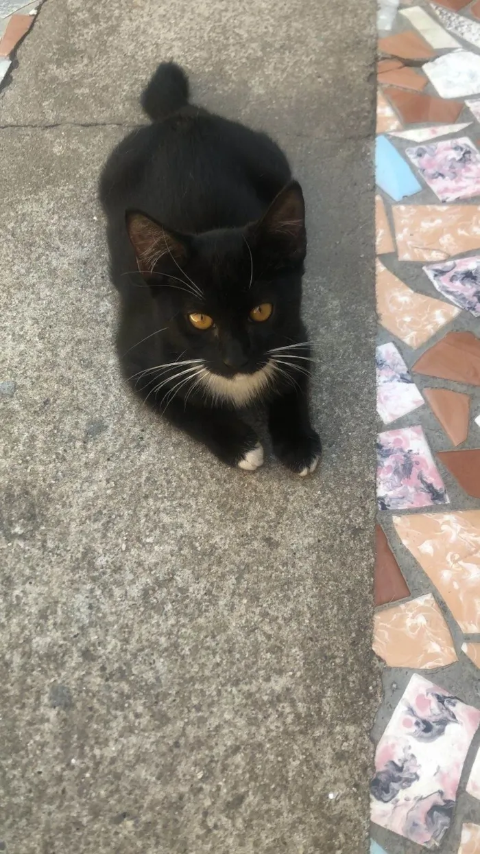 Gato ra a SRD-ViraLata idade 2 a 6 meses nome Shakira