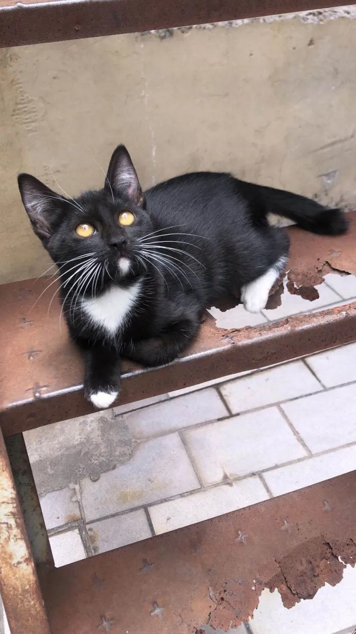 Gato ra a SRD-ViraLata idade 2 a 6 meses nome Shakira