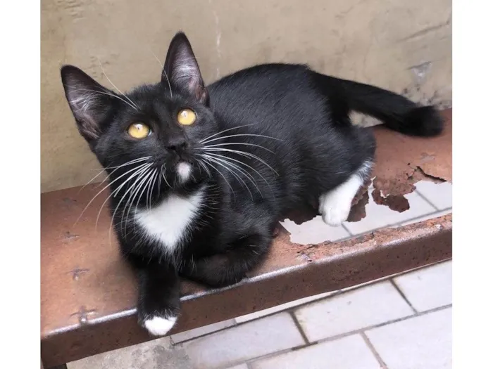 Gato ra a SRD-ViraLata idade 2 a 6 meses nome Shakira