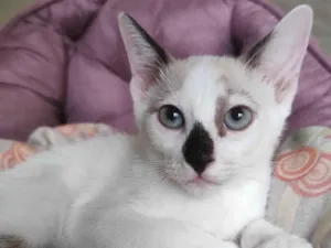Gato raça SRD-ViraLata idade 2 a 6 meses nome Mancha
