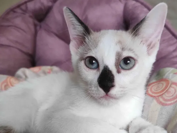 Gato ra a SRD-ViraLata idade 2 a 6 meses nome Mancha