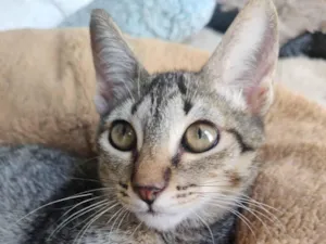 Gato raça SRD-ViraLata idade 2 a 6 meses nome Tigradinha 
