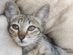 Gato raça SRD-ViraLata idade 2 a 6 meses nome Tigrado 