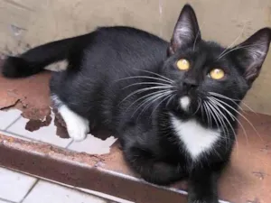 Gato raça SRD-ViraLata idade 2 a 6 meses nome Shakira