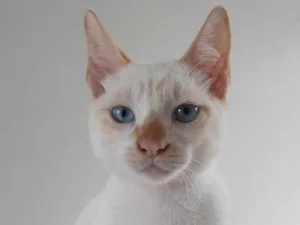Gato raça SRD-ViraLata idade  nome Redpoint 