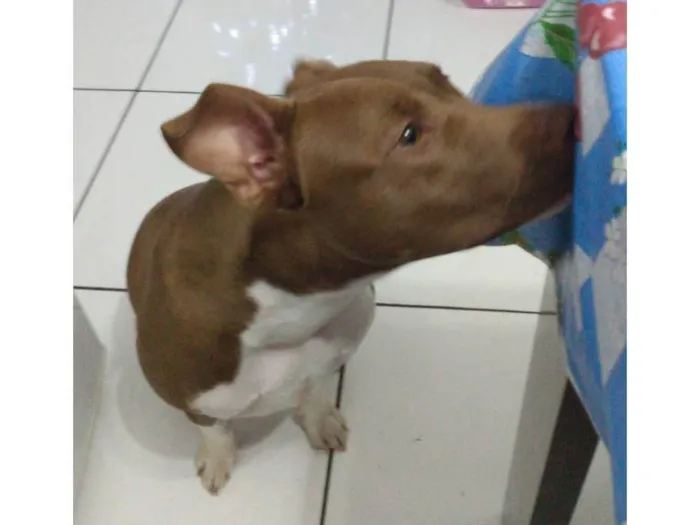 Cachorro ra a Pit-Bull idade 4 anos nome Layla