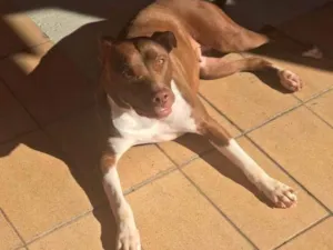 Cachorro raça Pit-Bull idade 4 anos nome Layla