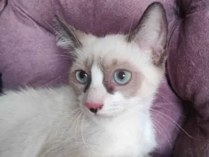 Gato raça SRD-ViraLata idade 2 a 6 meses nome Clarinho