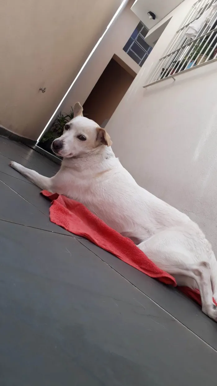 Cachorro ra a SRD-ViraLata idade 6 ou mais anos nome Princesa 