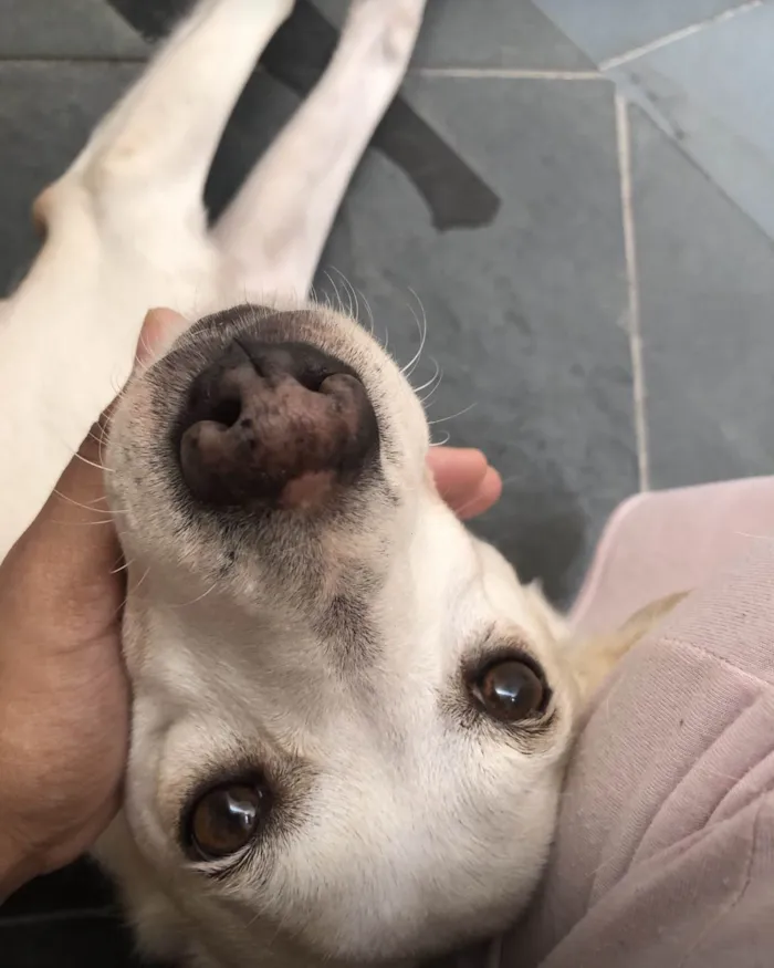 Cachorro ra a SRD-ViraLata idade 6 ou mais anos nome Princesa 