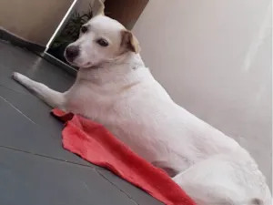 Cachorro raça SRD-ViraLata idade 6 ou mais anos nome Princesa 