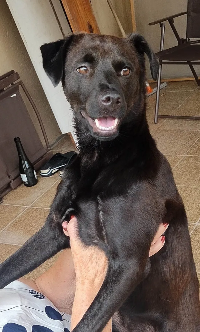 Cachorro ra a SRD-ViraLata idade 1 ano nome Dom